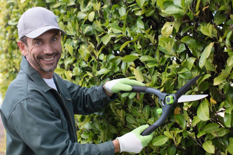 Evergreen Hedge Trimming