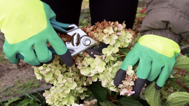 Weigela Pruning Service