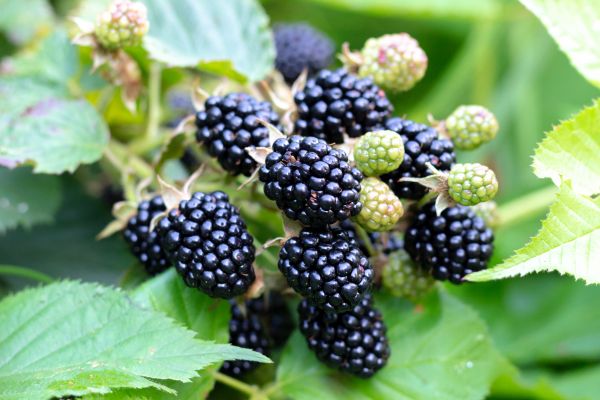 Blackberry Bush Removal in Englewood