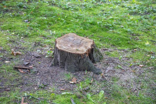 Bush Stump Removal in Englewood