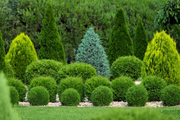 Cost of Bush Trimming Service in Englewood