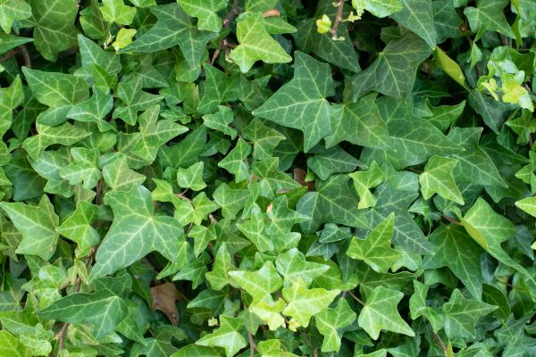 Cost of English Ivy Removal in Englewood