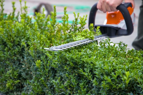 Hedge Pruning in Englewood