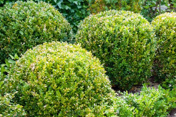 Cost of Landscape Trimming Service in Englewood