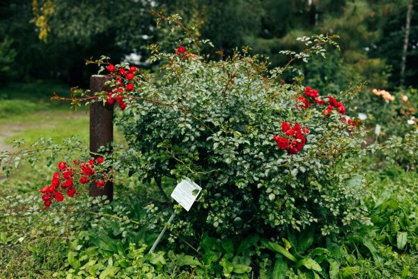 Cost of Rose Bush Removal in Englewood