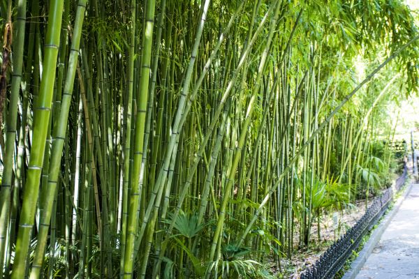 Cost of Bamboo Root Removal in Englewood