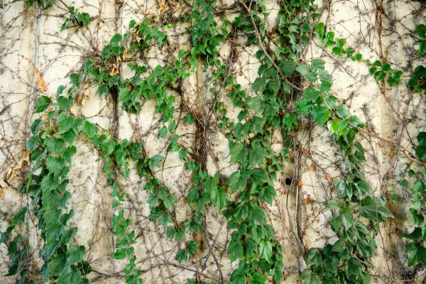 Cost of Vine Removal Service in Englewood