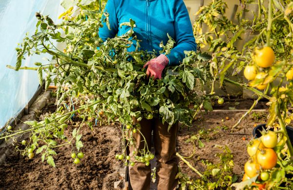 Cost of Garden Plant Removal in Englewood