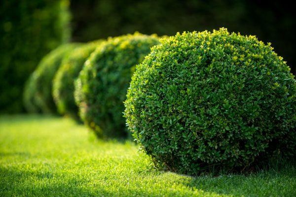 Bush Pruning in Englewood