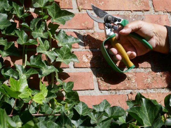 Cost of Ivy Removal Service in Englewood