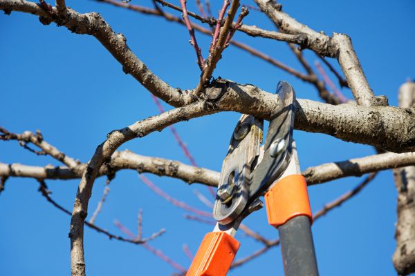 Cost of Selective Pruning in Englewood