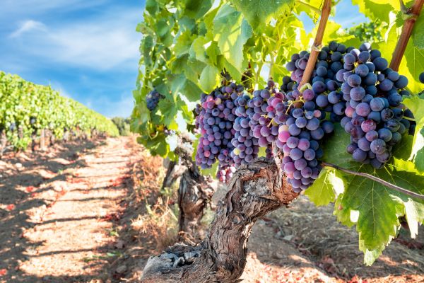 Grapevine Pruning in Englewood