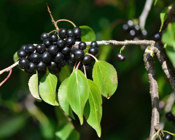 Cost of Buckthorn Removal in Englewood