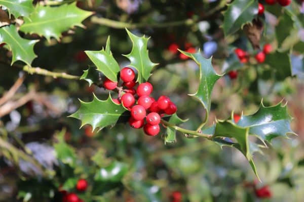 Cost of Holly Tree Trimming in Englewood
