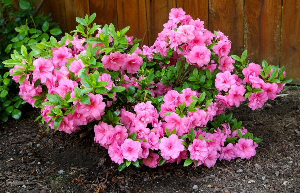 Cost of Azaleas Removal in Englewood