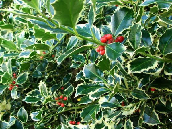 Cost of Holly Bushes Trimming in Englewood