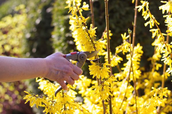 Forsythia Pruning in Englewood