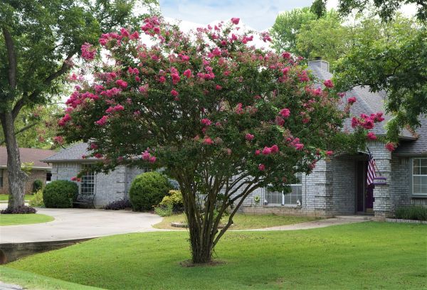Crepe Myrtle Trimming in Englewood