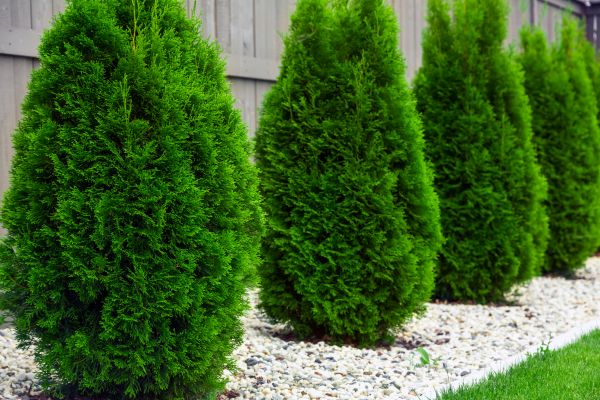 Cost of Arborvitae Removal in Englewood