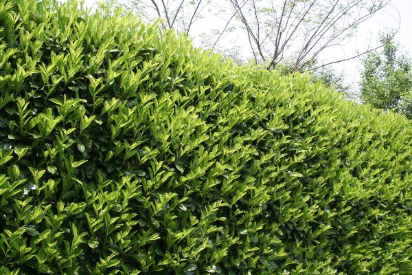 Cost of Laurel Shrub Removal in Englewood