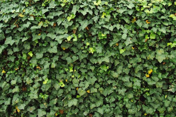Cost of Ivy Pruning service in Englewood