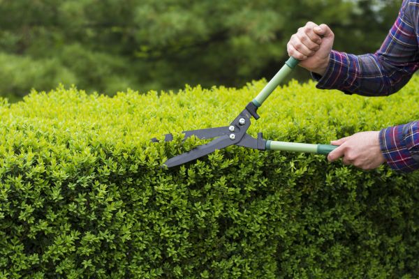 Cost of Evergreen Shrub Pruning in Englewood