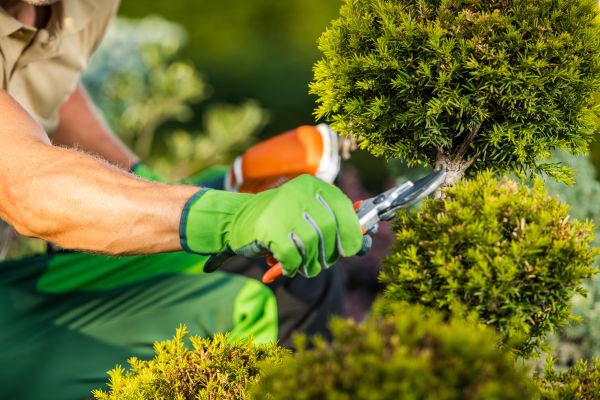 Cost of Landscape Pruning Service in Englewood