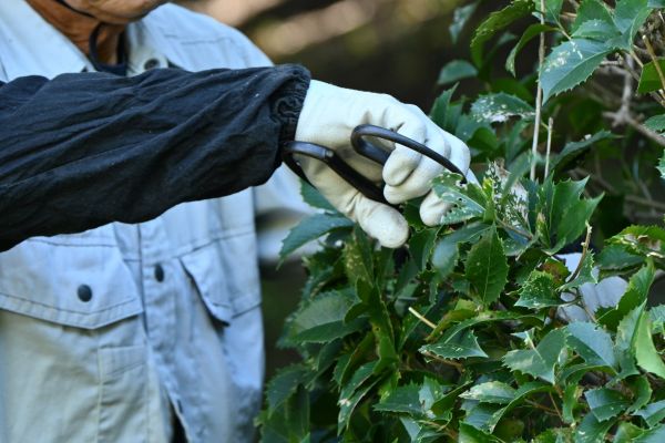 Holly Pruning in Englewood