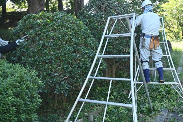 Cost of Holly Shaping in Englewood