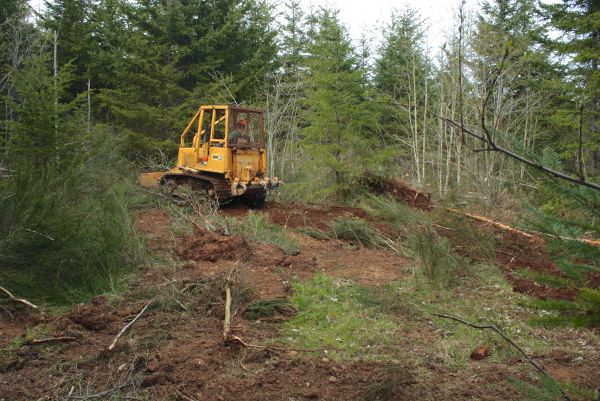 Cost of Shrubbery Clearing in Englewood