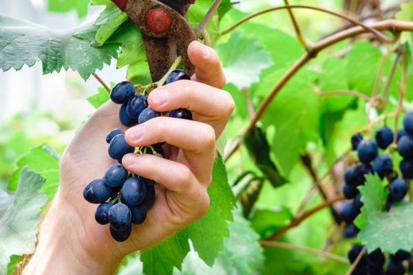 Cost of Vineyard Pruning in Englewood