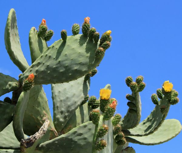 Cost of Cactus Removal in Englewood