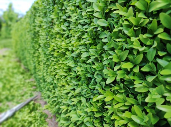 Boxwood Pruning in Englewood