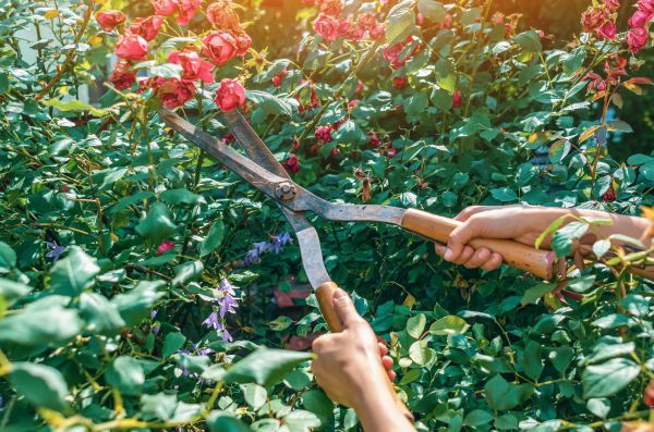 Knockout Roses Pruning in Englewood