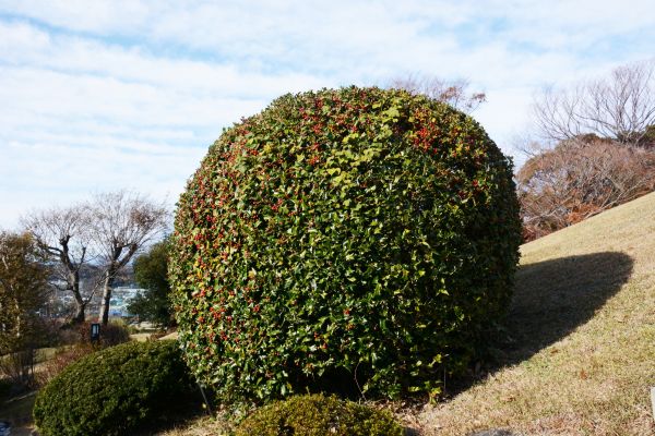Cost of Holly Shrub Pruning in Englewood