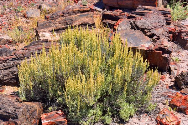 Cost of Sagebrush Removal in Englewood