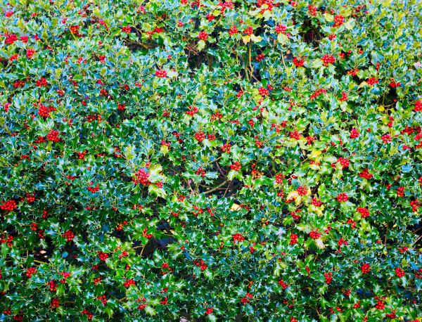 Cost of Holly Bush Removal in Englewood