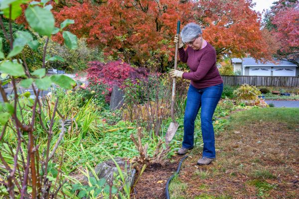 Cost of Dead Bush Removal in Englewood