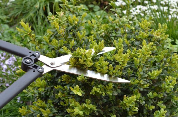 Boxwood Trimming in Englewood