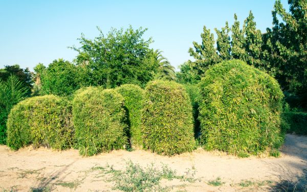 Cost of Bamboo Hedge Removal in Englewood