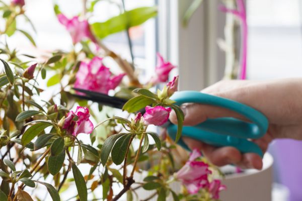 Azalea Pruning in Englewood