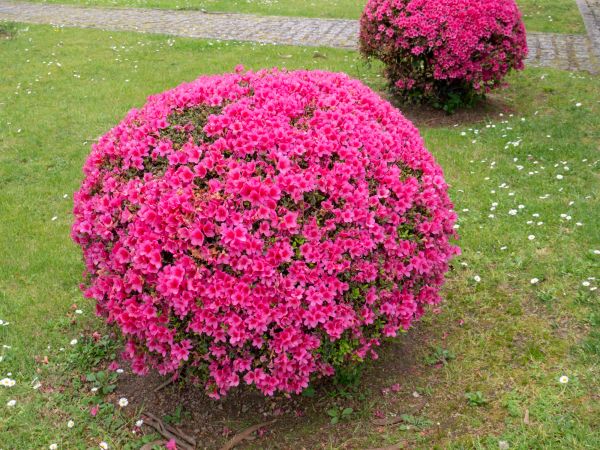 Cost of Rhododendron Pruning in Englewood