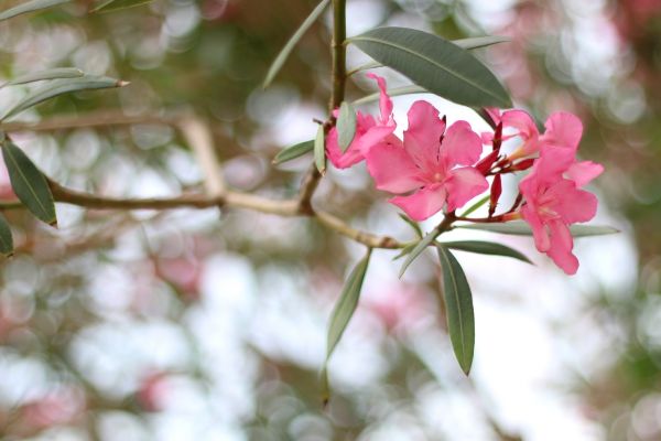 Cost of Oleander Removal in Englewood