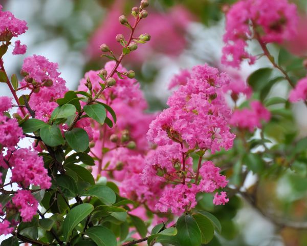 Cost of Crepe Myrtle Removal in Englewood