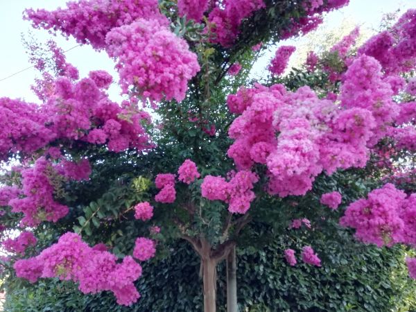 Cost of Crape Myrtle Pruning in Englewood