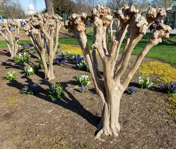 Cost of Myrtle Tree Removal in Englewood