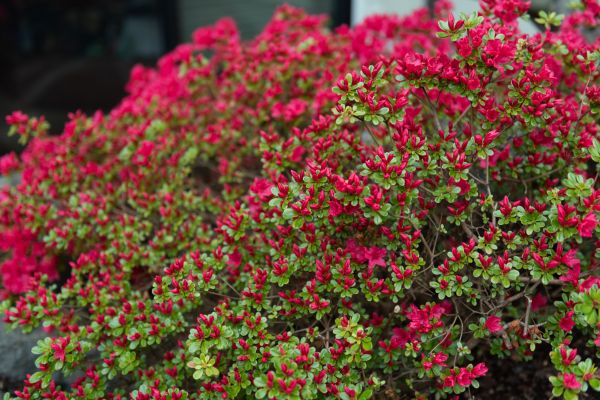 Cost of Weigela Removal Service in Englewood