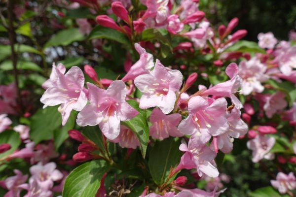 Cost of Weigela Pruning Service in Englewood