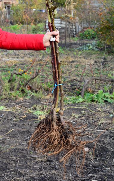 Cost of Shrub Root Removal in Englewood
