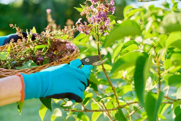 Cost of Lilac Trimming Service in Englewood